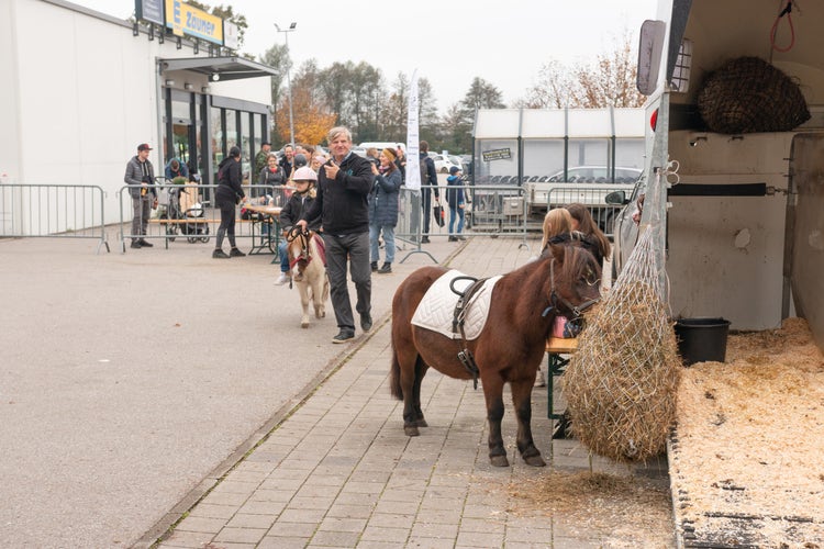 Ponys bei der Kirchweih-Ausstellung