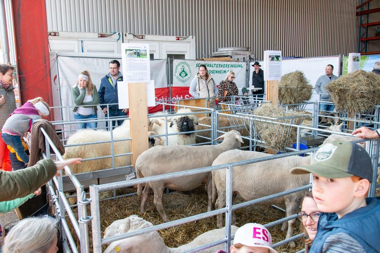 Besuchermagnet: Schafe bei der Josefi-Ausstellung 2026 in Tuntenhausen
