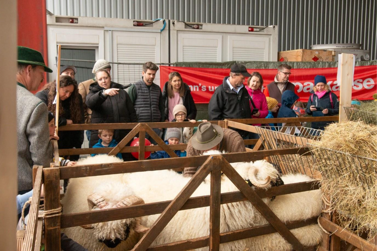 Viele Besucher bestaunten die Hochlandschafe